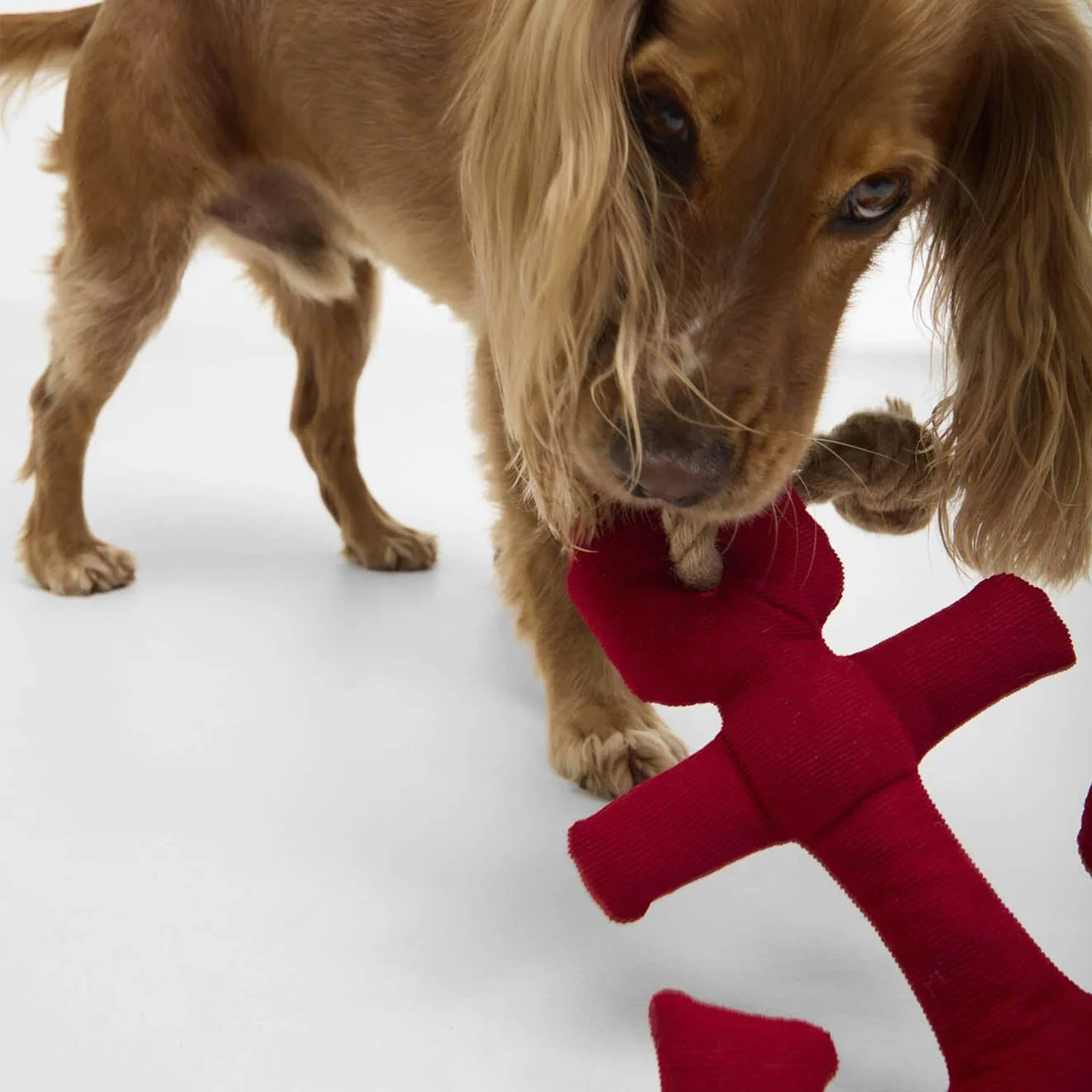 Barbour Dog Anchor Toy Red - Image 5