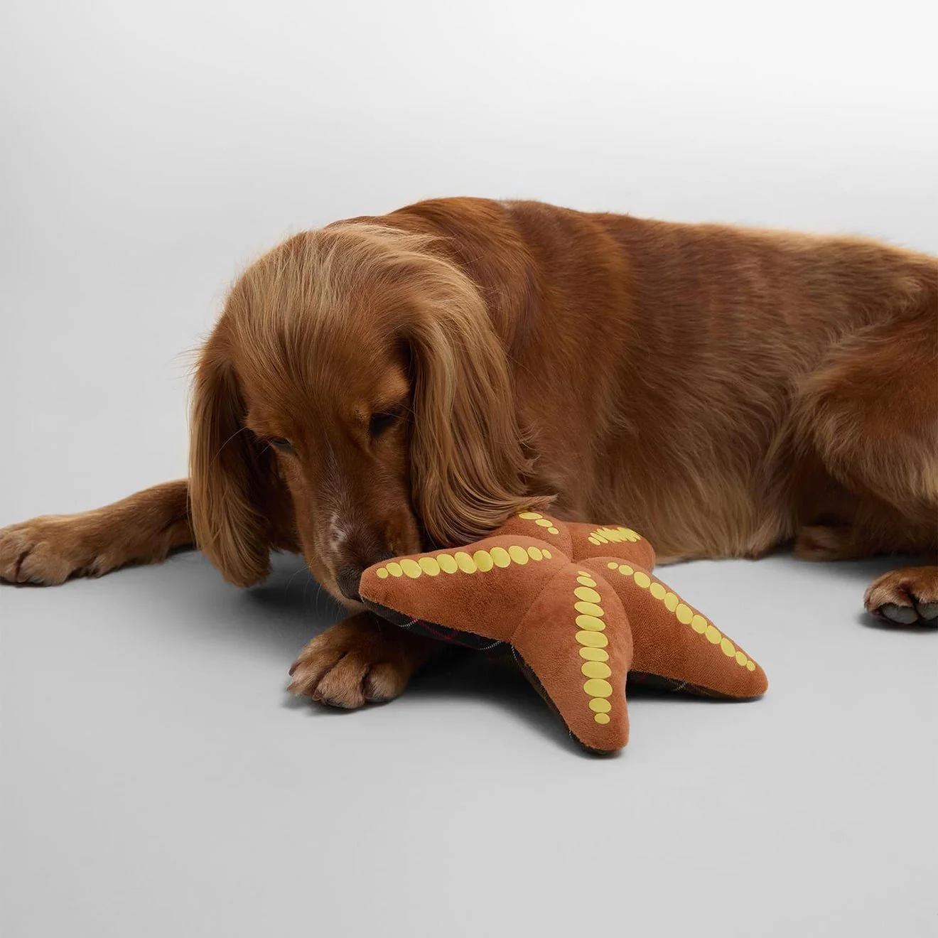 Barbour Starfish Dog Toy - Image 4